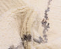 moroccan rug in ecru | #013 | 2'0" x 3'2"